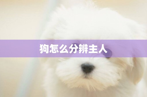 狗怎么分辨主人
