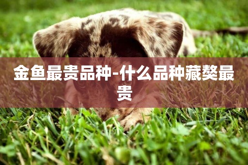 金魚最貴品種-什么品種藏獒最貴