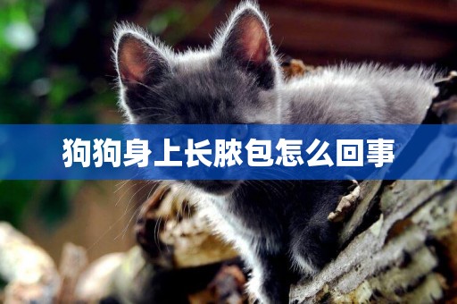 狗狗身上長膿包怎么回事