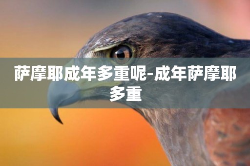 薩摩耶成年多重呢-成年薩摩耶多重