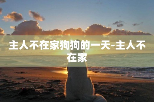 主人不在家狗狗的一天-主人不在家