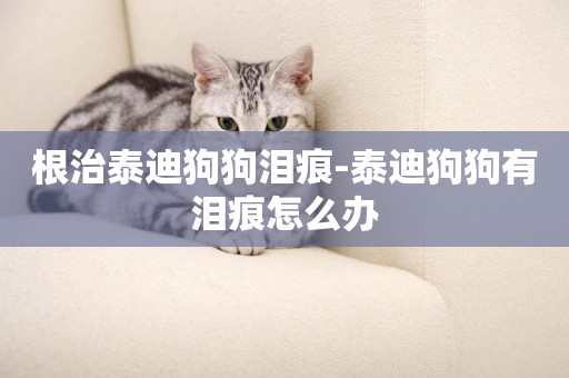 根治泰迪狗狗淚痕-泰迪狗狗有淚痕怎么辦