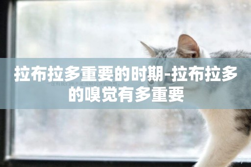 拉布拉多重要的時期-拉布拉多的嗅覺有多重要