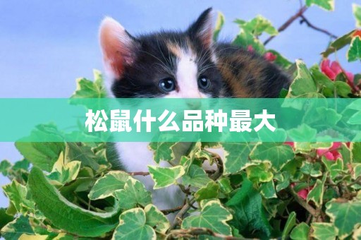 松鼠什么品種最大