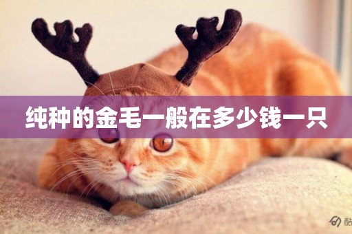 純種的金毛一般在多少錢一只