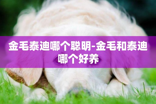 金毛泰迪哪個聰明-金毛和泰迪哪個好養