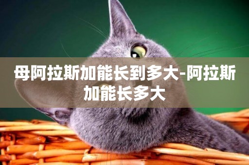 母阿拉斯加能長到多大-阿拉斯加能長多大