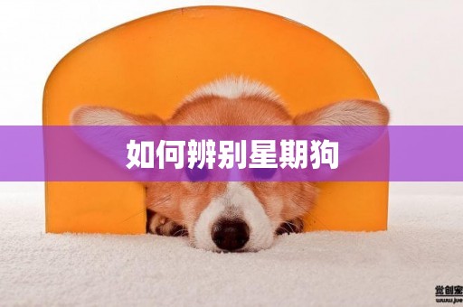 如何辨別星期狗