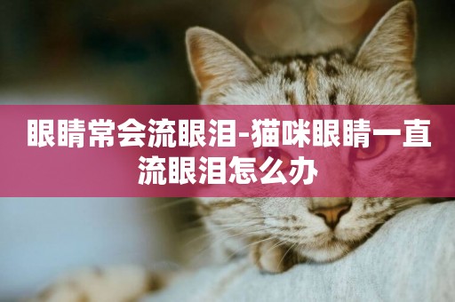 眼睛常會流眼淚-貓咪眼睛一直流眼淚怎么辦