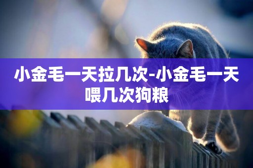 小金毛一天拉幾次-小金毛一天喂幾次狗糧