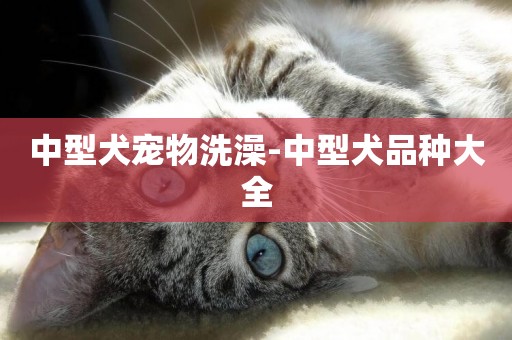 中型犬寵物洗澡-中型犬品種大全