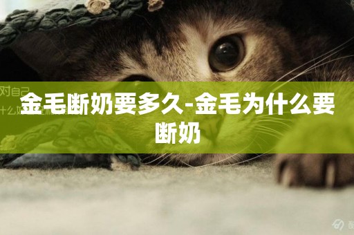 金毛斷奶要多久-金毛為什么要斷奶