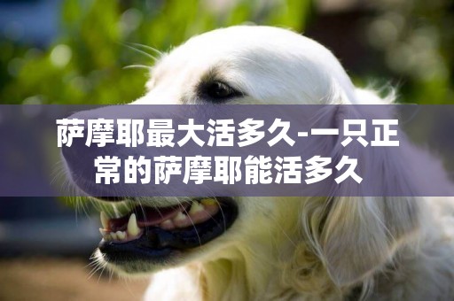 薩摩耶最大活多久-一只正常的薩摩耶能活多久