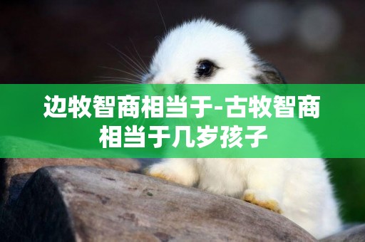 邊牧智商相當于-古牧智商相當于幾歲孩子