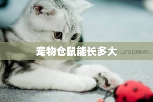 寵物倉鼠能長多大