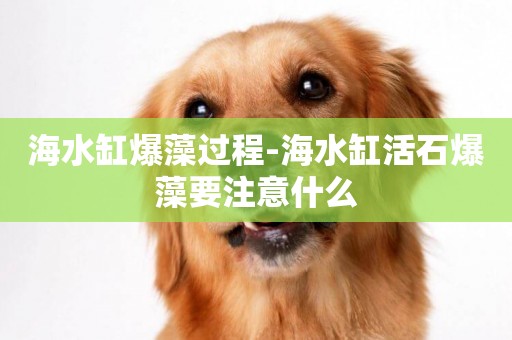 海水缸爆藻過程-海水缸活石爆藻要注意什么