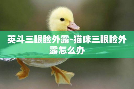 英斗三眼瞼外露-貓咪三眼瞼外露怎么辦