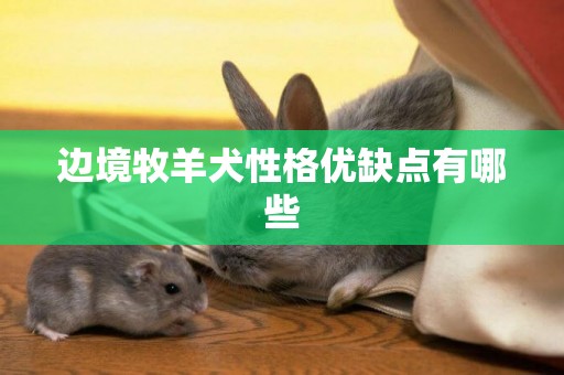 邊境牧羊犬性格優缺點有哪些