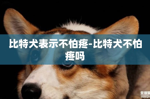 比特犬表示不怕疼-比特犬不怕疼嗎