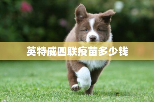 英特威四聯疫苗多少錢