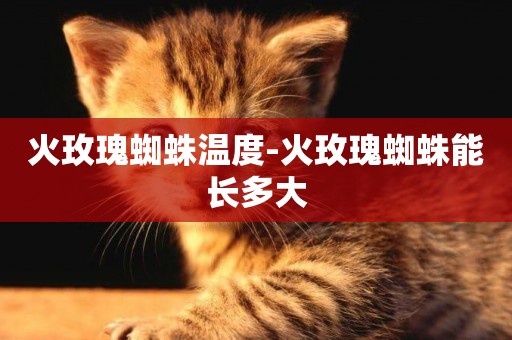 火玫瑰蜘蛛溫度-火玫瑰蜘蛛能長多大