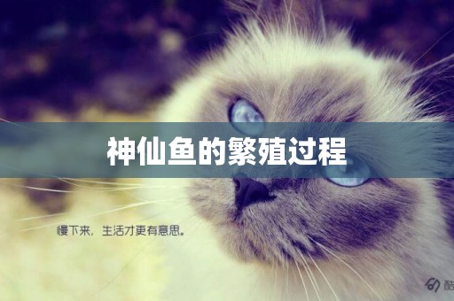 神仙魚的繁殖過程