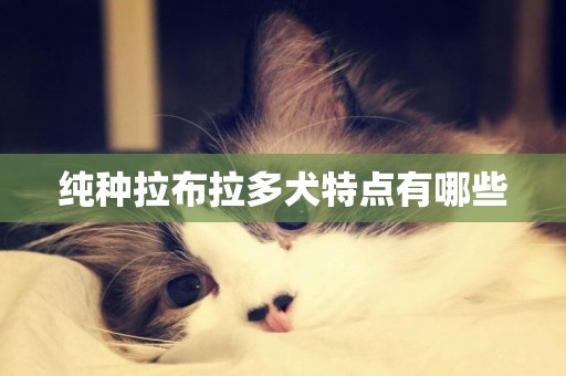 純種拉布拉多犬特點有哪些