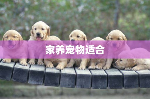 家養寵物適合