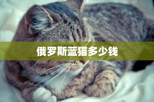 俄羅斯藍貓多少錢