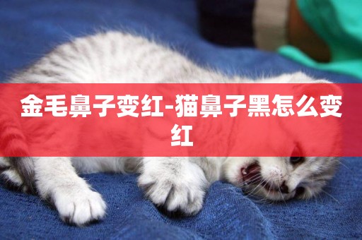 金毛鼻子變紅-貓鼻子黑怎么變紅
