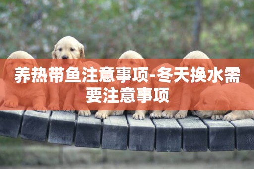 養熱帶魚注意事項-冬天換水需要注意事項