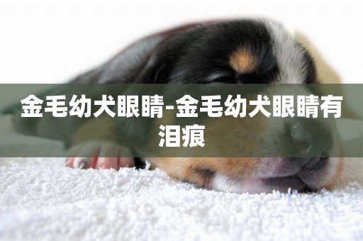 金毛幼犬眼睛-金毛幼犬眼睛有淚痕