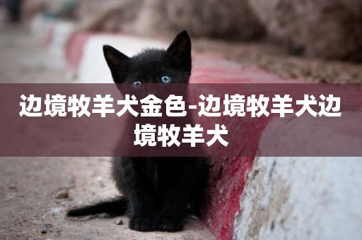 邊境牧羊犬金色-邊境牧羊犬邊境牧羊犬