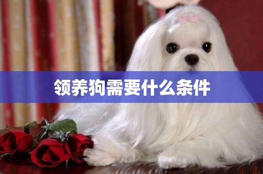 領養狗需要什么條件