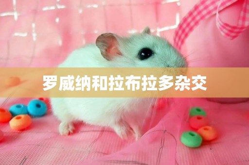 羅威納和拉布拉多雜交