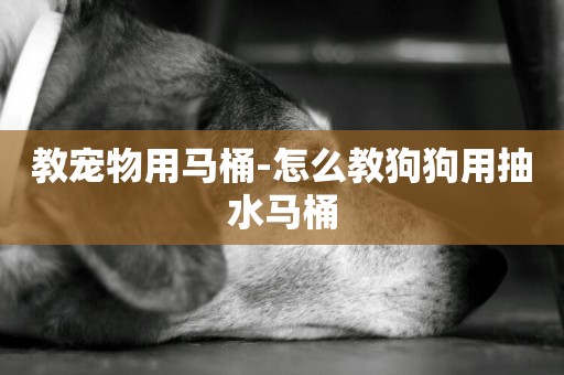 教寵物用馬桶-怎么教狗狗用抽水馬桶