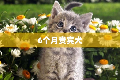 6個月貴賓犬