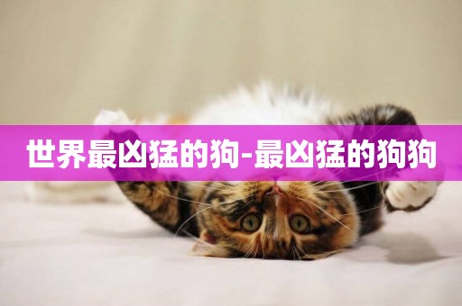 世界最兇猛的狗-最兇猛的狗狗