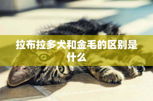 拉布拉多犬和金毛的區別是什么