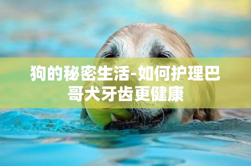 狗的秘密生活-如何護理巴哥犬牙齒更健康