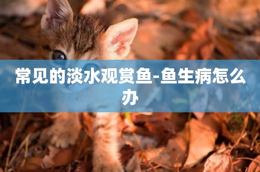 常見的淡水觀賞魚-魚生病怎么辦