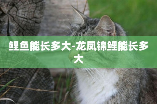 鯉魚能長多大-龍鳳錦鯉能長多大