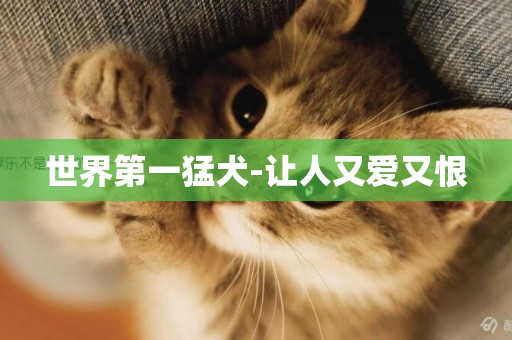 世界第一猛犬-讓人又愛又恨