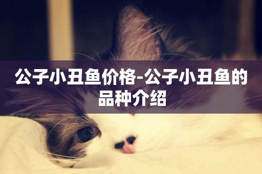 公子小丑魚價格-公子小丑魚的品種介紹