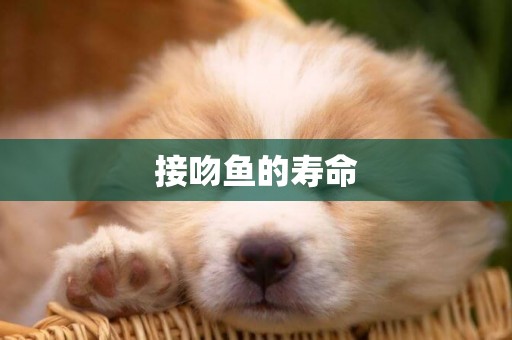 接吻魚的壽命