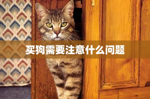買狗需要注意什么問題