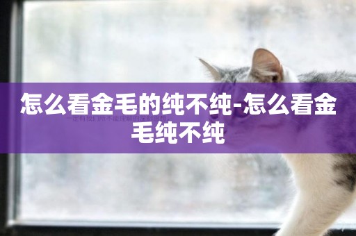 怎么看金毛的純不純-怎么看金毛純不純