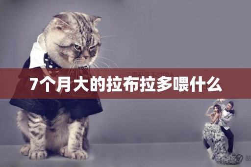 7個月大的拉布拉多喂什么