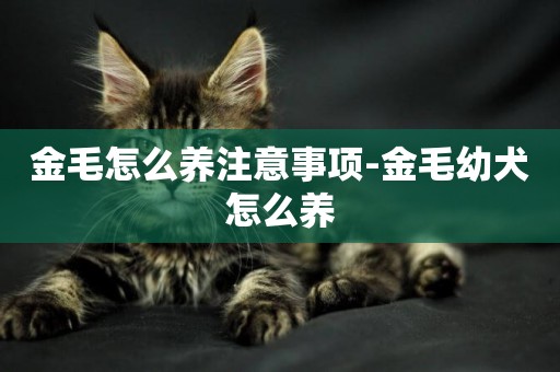 金毛怎么養注意事項-金毛幼犬怎么養