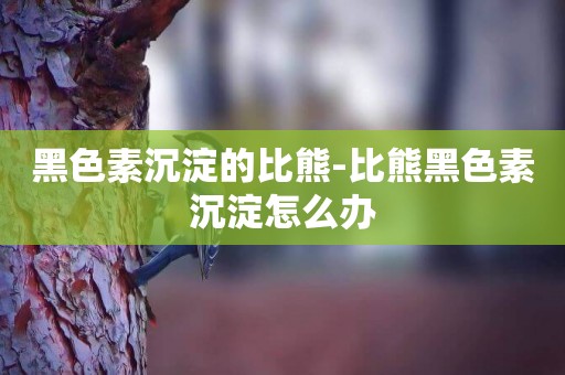 黑色素沉淀的比熊-比熊黑色素沉淀怎么辦